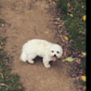 Meet your Posher, Florence